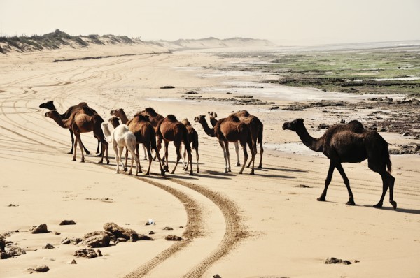 rechts das Meer, links die Dünen, ab und zu eine Herde Dromedare.