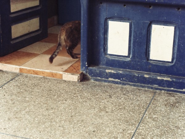 ... eine Katze huscht an mir vorbei mit Fischresten im Maul...
